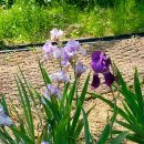 쟁여울황토 이미지