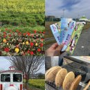 앞들동2로 이팝나무길 | 창녕 낙동강 유채꽃 축제 먹거리 화장실 무한궤도열차 탑승후기