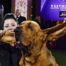 show dog 이미지