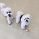 털로덮인친구들 애견유치원&애견호텔 수원시청역점 이미지