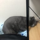 로둥이네 네이버블로그