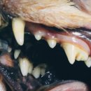 닥터 아이펫 동물병원 이미지