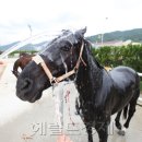 마필