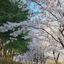 하남시종합사회복지관(3층) | [하남 가볼만한곳] 덕풍천 따라 걷는 벚꽃길
