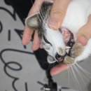 더셀 | 양치 피나는 고양이 치주염 관리, 프롬더셀 오랄리페어 바르는 치약 후기