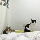 루소헤어 이미지