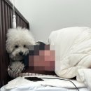 수수펫살롱 이미지