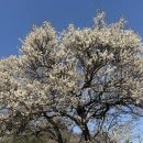 화개장터 | [광양] 매화꽃만개 소학정마을+화개장터 다녀온 후기