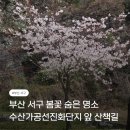 부산 서구 벚꽃 숨은 명소 | 수산가공선진화단지 앞 산책길