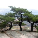 소나무풍경 - 유성구 엑스포로 488 | 소나무풍경