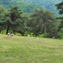 초원목장1 이미지