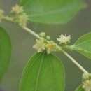 대추나무 이미지