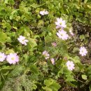 오수정사 이미지