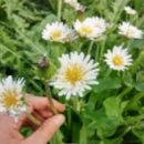 고양흰꽃민들레농장
