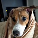 중화요리 뉴회룡 | 용인 중화요리 노포 맛집 옛날에 먹던 그맛 그대로 동진각