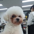 화이트애견