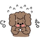 송이애견 이미지