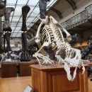 제주 공룡랜드 전시관 이미지