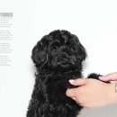 덕수네애견 이미지