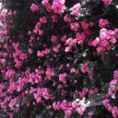 장미정원 이미지