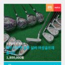 실버캣 이미지