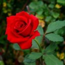 장미의거리4 이미지