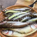 [속초/금성호] 연탄불에 구워 먹는 겨울철 별미 도루묵 양미리 축제 후기