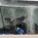 고릴라약국 이미지