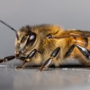 채식향기 이미지