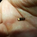 반딧불이 이미지