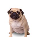 서산동물병원 이미지