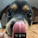 마요르카 발데모사 맛집, 주차팁, 팔마 대성당 라멘집 후기