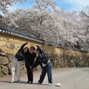 은해사 벚꽃길 이미지