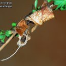 조팝나무에서 사는 줄나비류 3종셋트 애벌레 이미지