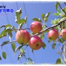 사과나무관광호텔 이미지