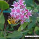 까치울초 이미지