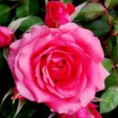 🌺현재의 고난은 장차 나타날 영광과 족히 비교할 수 없습니다. 이미지