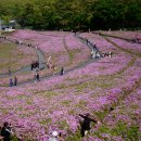 철쭉동산 이미지