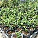 도천농장 이미지