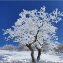2/22(일)선자령 눈꽃트레킹&amp;환상의 눈꽃 양떼목장,대관령눈꽃축제&amp;황태맛여행 이미지