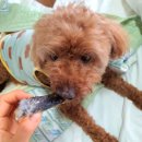 JMT 개밥집 | [ 강아지 간식 ] 덴탈껌 대신 건강한 씹을거리 JMT개밥집 토끼귀