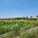 대장천생태하천 | 고양시 산책 대장천 생태습지 여름풍경