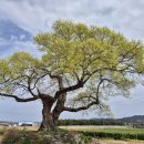 백암초등학교 이미지