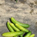 서당 농장 이미지