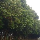 위미동백군락 이미지