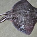 홍언지김밥 이미지