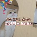 고양이의 봄, 묘랑묘랑 이미지