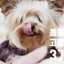 한국수의재활협회