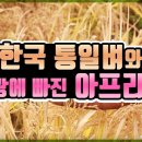 세네갈 등 아프리카가 감사하며 애호하는 통일벼로 개발한 쌀 이스리 이미지