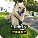 새천년 명견 진도개 사육장 | 진돗개 분양가부터 공인 분양처까지, 입양 전 꼭 알아야 할 정보